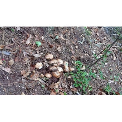 岩手県宮古市産【松茸】500g【配送不可地域：離島・沖縄県・九州】