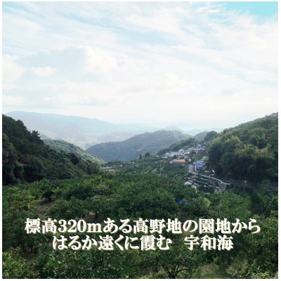 2025年9月中旬発送開始　木下農園のぶどう「シャインマスカット」2房 【C39−19】【配送不可地域：離島】【1234154】