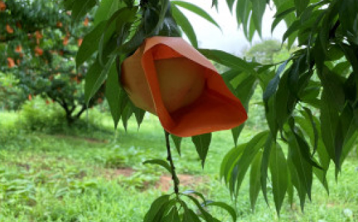 【先行予約・2025年7月発送予定】とろける果肉とたっぷり果汁の岡山の白桃・白鳳(2kg箱)【配送不可地域：離島】