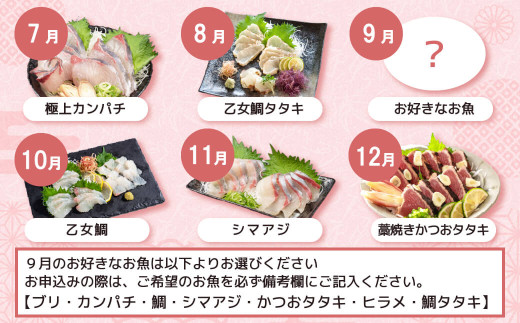 刺身 定期便 12ヶ月 小島水産 がお届けする！ 美味しい お刺身 1年 コース ( 鮮魚 下処理済 ) 産地直送 12回 新鮮 鮮魚 （ 鰤 ブリ 勘八 カンパチ 鯛 乙女鯛 真鯛 マダイ かつおの