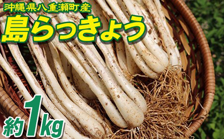 【先行受付】【2026年発送】沖縄県八重瀬町産 島らっきょう約1kg - 国産 生らっきょう 甘酢漬け 漬物 天ぷら チャンプルー 有機栽培 おすすめ 送料無料