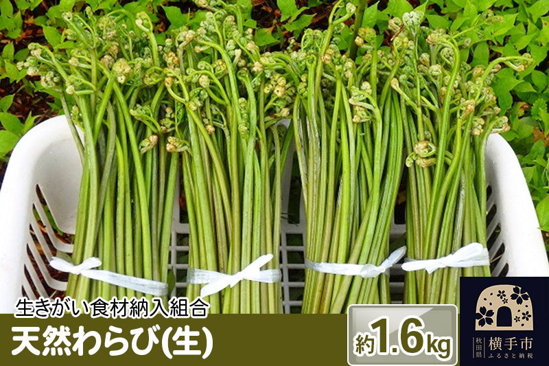 
                  天然わらび(生) 約1.6kg [わらび ワラビ 蕨 山菜]
                