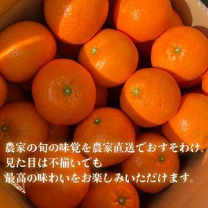 【2027年1月下旬から順次発送】 宮内伊予柑 10kg | 期間限定 期間限定【RNK0083】