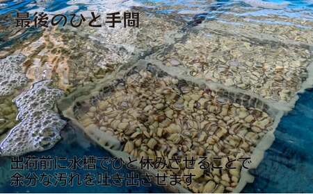中海産赤貝（サルボウガイ）Ｌサイズ 900g【赤貝 中海産 貝 ぷりぷり 濃厚 料理 おつまみ 調理しやすい 養殖 おいしい おすすめ 送料無料 島根県 安来市】