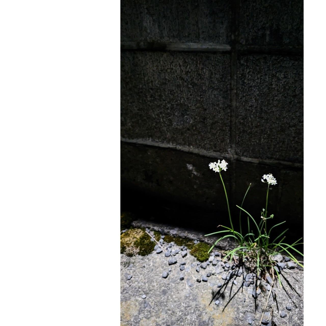 湯布院　ＭＩＫＡＴＡ　KO-HA(香葉) No.00 Genten　