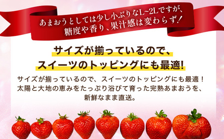 福岡県産 特別栽培 あまおう L~2Lサイズ（少し小ぶりサイズ）約1140g（約285g×4パック）【2〜4月発送】　農園直送 アフター保証 先行予約 福岡産 送料無料 ケーキ ギフト お祝い 限定 