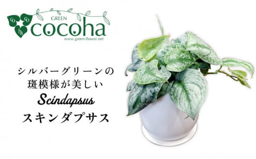 シルバーグリーンの斑模様が美しい『 スキンダプサス 』 糸島市  / cocoha 観葉植物 [AWB030] 観葉植物 グリーン 緑 インテリア 雑貨 暮らし 植物 室内 おしゃれ ギフト