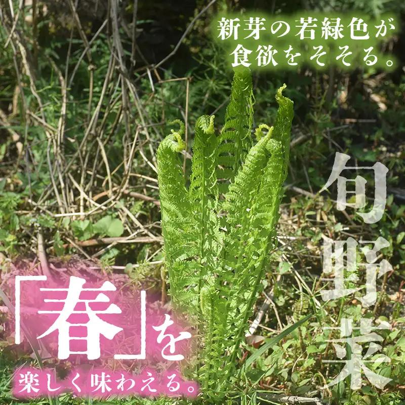 【先行予約】【季節限定】国産山菜 コゴミ 美浜町の春をお届け【2027年3月下旬以降順次発送予定】【こごみ  山菜 】 [m47-a025]