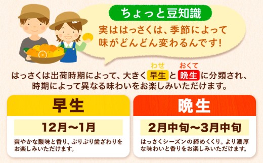【ご家庭用】八朔 サイズ不選別 約1kg《2027年1月末-3月上旬出荷予定》和歌山県 日高町 柑橘 はっさく ハッサク 果物 フルーツ 訳あり