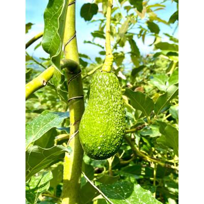 ふるさと納税 松山市 油分たっぷり!露地栽培の国産アボカド(愛媛県産)　1kg