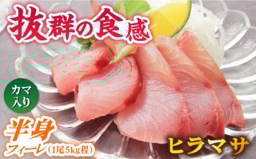 【コリコリ食感がたまらない！】新上五島町産 養殖 ヒラマサ （ヒラス） 片身フィーレ【カミティバリュー】 [RBP007]