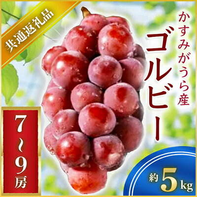 【ふるさと納税】【2025年9月上旬より順次発送予定】ゴルビー　約5キロ7〜9房(県内共通返礼品:かすみがうら市産)【配送不可地域：離島・沖縄県】 (BR063)