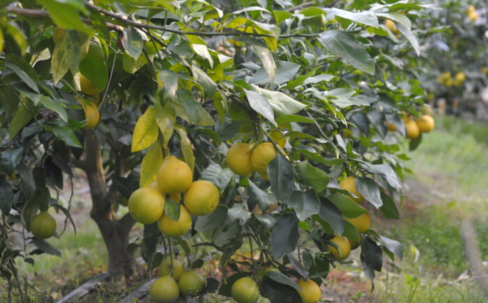 土佐ベルガモットのスパークリング 約500mlx12本セット/ 土佐生姜 ベルガモット スパークリング ジンジャーエール 爽やか 飲料 ドリンク 【はるのTERRACE】 [ATAV014]