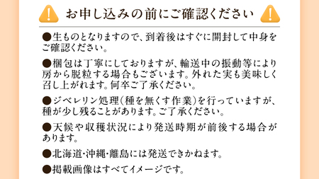 【2025年 先行予約 】シャインマスカット ご自宅用 約 1kg  ( 2房 ～ 3房 ) ( 茨城県共通返礼品 かすみがうら市 ) マスカット 葡萄 ぶどう ブドウ 歯ごたえ 甘み 香り 鈴木農園