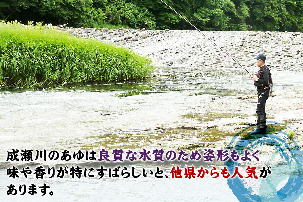 成瀬川 年間遊漁券（あゆ）【6月上旬より順次発送】川釣り  フィッシュパス 秋田県 鮎釣り