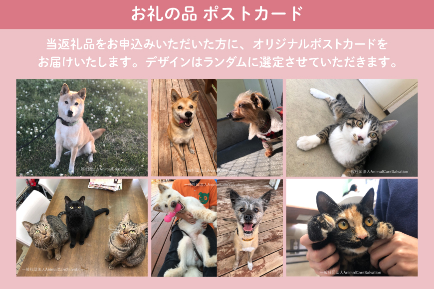 愛護支援 去勢・避妊治療支援 1万円 [Animal Care Salvation 福岡県 筑紫野市 21761527] 動物 ペット 愛護 TNR 保護 動物福祉 保護施設 里親 犬 猫 イヌ ネコ いぬ ねこ 動物愛護 保護活動 支援