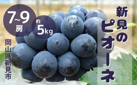 ピオーネ 岡山 約5kg 7～9房 新見【 先行予約 2026年9月中旬～10月上旬発送】