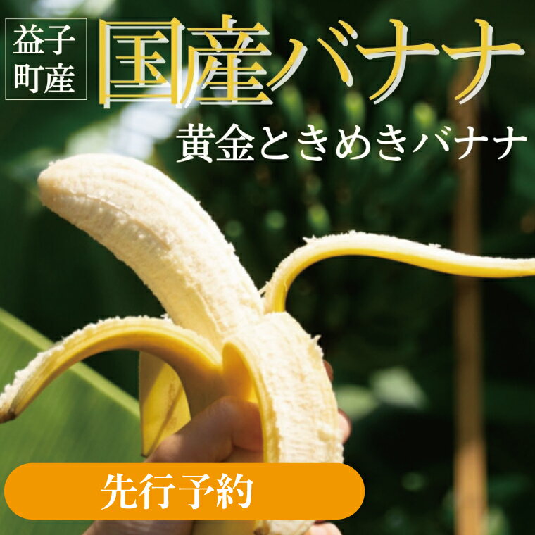 【ふるさと納税】【先行予約】黄金ときめきバナナ｜1kg以上 黄金 甘い 香り ねっとり おやつ デザート　(CA001)