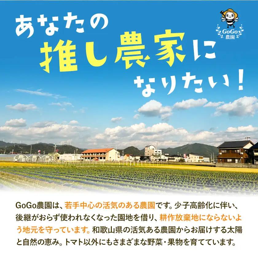 温州みかん 厳選 5kg Sサイズ 小玉みかん GOGO農園 みかん