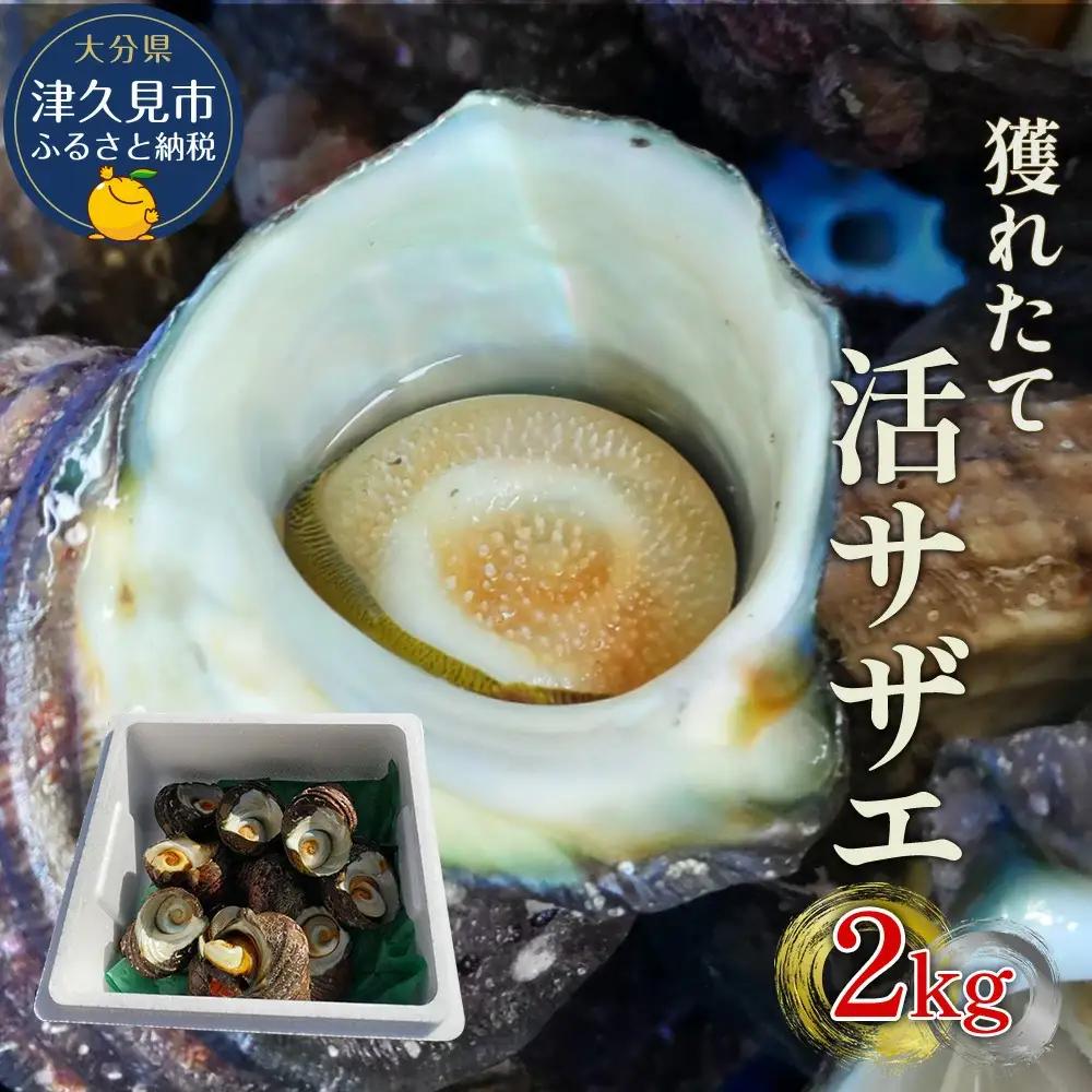 活サザエ 2kg（12個~20個）さざえ | 津久見市