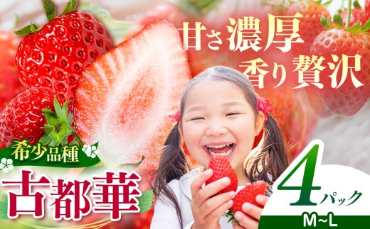 いちご 古都華 M〜Lサイズ 計4パック | 先行予約 フルーツ 果物 くだもの ブランド いちご 苺 古都華 ことか 甘い 大人気 満足 希少 希少品種 ストロベリー 美味しい 品種 特徴 糖度 ルビー色 1月 2月 3月 発送 旬 送料無料 濃厚 香り 果汁 味わい深い お取り寄せ 産地直送 名産地 奈良県 平群 町 OKADAファーム