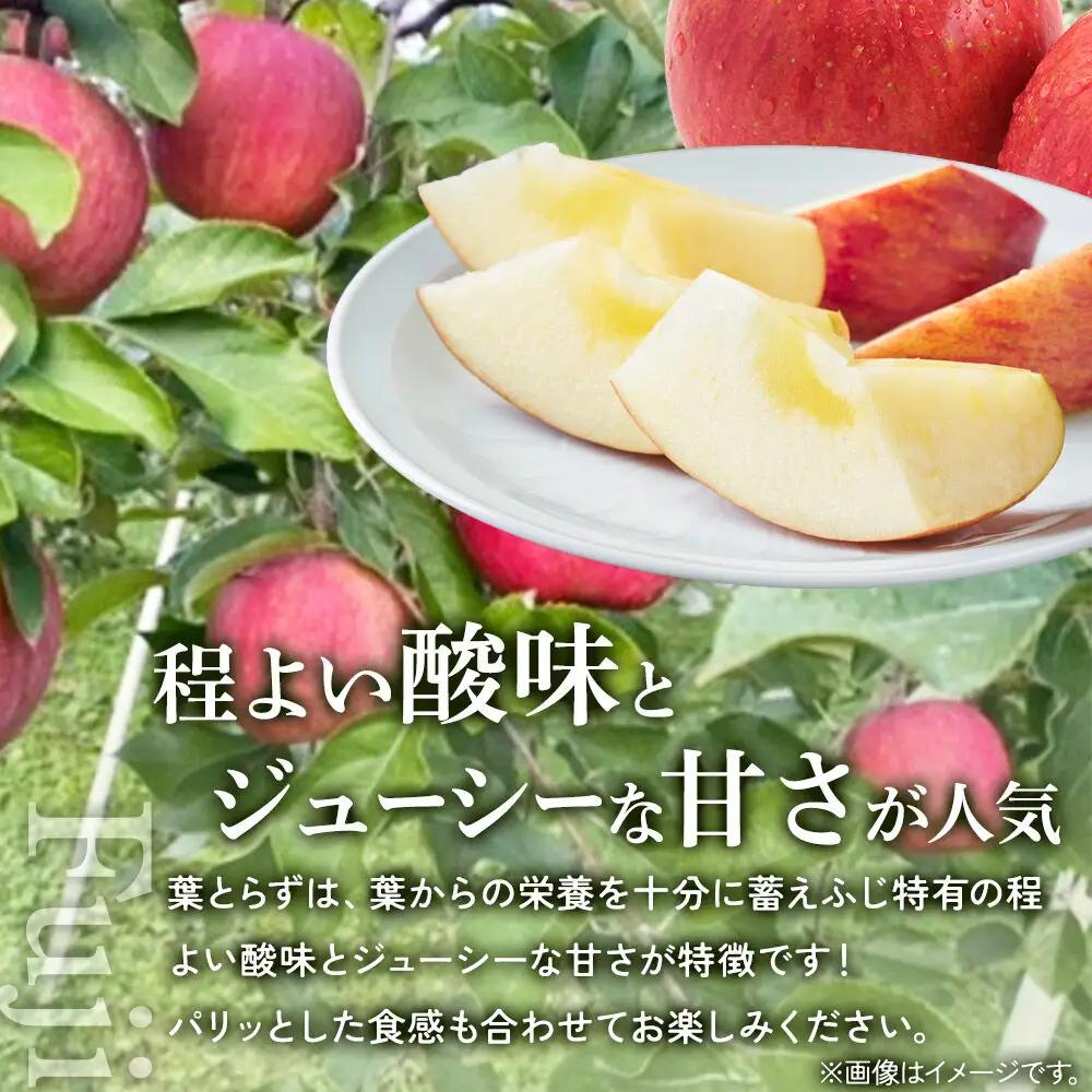 【26年11月下旬～発送】りんご 葉とらず ふじ【訳あり】約10kg 先行受付 家庭用 青森県 弘前市 果物 フルーツ 林檎 リンゴ くだもの 不揃い 規格外