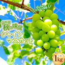 【ふるさと納税】 【先行予約 2025年度発送】数量限定 【山形県秋の味覚】シャインマスカット 1kg 2～3房 マスカット ぶどう ブドウ 葡萄 デザート フルーツ 果物 くだもの 果実 食品 山形県 FSY-0803