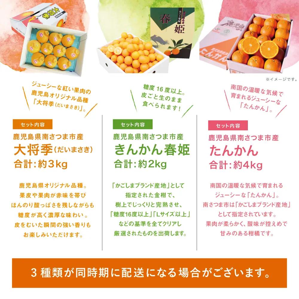 南国の恵み 旬の柑橘食べ比べ（全3回お届け）★2027年1～3月お届け★ 果物 フルーツ 柑橘 定期便