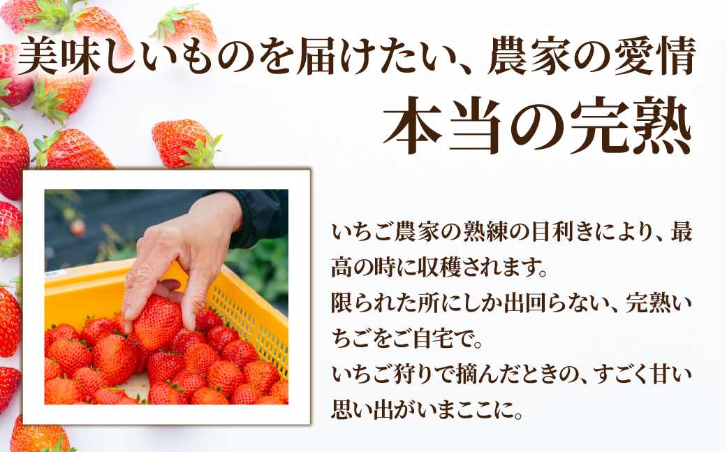 【先行受付：2月以降発送】いちご「茂木完熟いちご」　篠崎さんが育てた 朝どれとちあいか レギュラーサイズ 約270g × 2パック 合計 540g | いちご イチゴ 苺 とちあいか 完熟 果物 フル