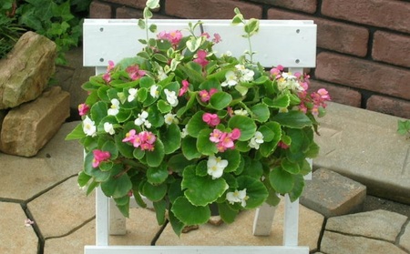 花 季節のお花でハンキングバスケット ピンク系 植物 花
