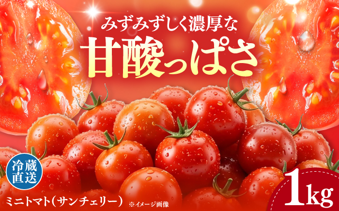【甘みと酸味の黄金比】 ミニトマト 1kg 《対馬市》【みのり農園】 野菜 とまと [WDC001]
