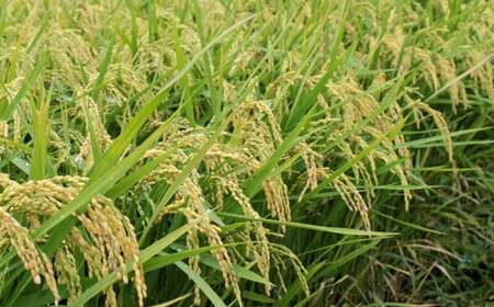 【令和7年産】福岡県産 元気つくし 無洗米 5kg お米 ご飯 米