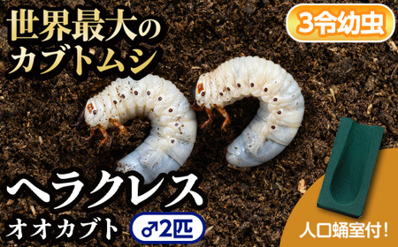 【B76002】ヘラクレスオオカブト (ヘラクレスヘラクレス) 3令幼虫オス2匹 人工蛹室付 鹿児島 ヘラクレス カブトムシ かぶとむし 雄 オス 昆虫 虫 むし 幼虫 生体 飼育 生き物 生物【ビートル倶楽部】