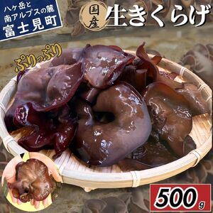【2026年先行予約】 肉厚 ぷりぷりコリコリ 生きくらげ 500g きくらげ 八ヶ岳山麓育ち 国産 安心安全 農薬不使用 ハウス栽培 食物繊維 信州 送料無料 [7月中旬発送開始] 株式会社レインボー