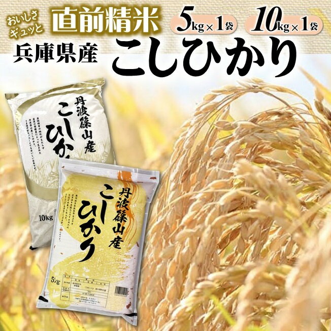 【ふるさと納税】【コシヒカリ】白米 選べる 5kg 10kg 令和7年産 R7年産 2025年産 【城口商店】むすび亭 米問屋 精米 お米 こめ コメ コシヒカリ こしひかり 人気 兵庫県産 直前精米
