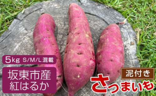 No.518 【箱入り】坂東市産　生さつまいも　紅はるか5kg（泥付きS、M、L混載） ／ さつまいも 甘い ねっとり 茨城県