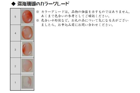深海珊瑚玉ペンダント（201113-5） ペンダント