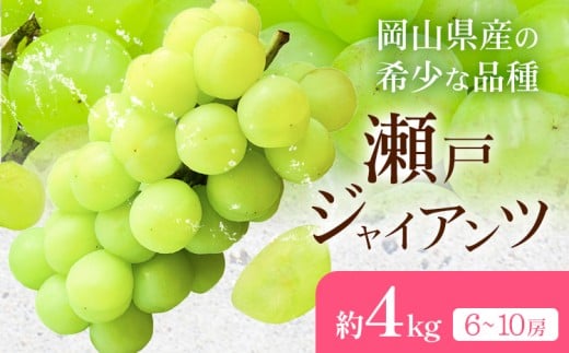 【2026年先行予約】瀬戸ジャイアンツ 約4kg(6-10房) Kazu Farm《2026年10月中旬-11月上旬頃出荷》 岡山県 浅口市 岡山県産 ぶどう フルーツ 果物 くだもの 送料無料