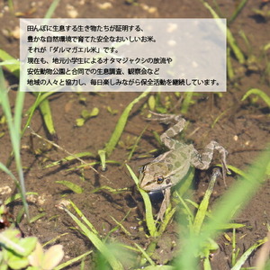 【令和7年産】世羅 ダルマガエル米 玄米 2kg お米 ごはん ご飯 米 世羅産 世羅米 あきろまん A055-01