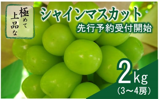 【2025収穫分先行受付】シャインマスカット 2kg 3 ～ 4房 ＼山梨県大月市 800年の伝統／ 特選 おすすめ 人気 先行受付 予約 ギフト 産地直送 ぶどう 葡萄 果物 フルーツ くだもの シャイン マスカット お届け 贈答 感動ファーム