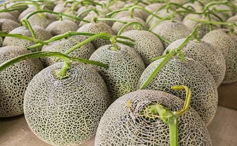 極上の一品「日原メロン（レッド種）」（1.7kg相当×4玉）