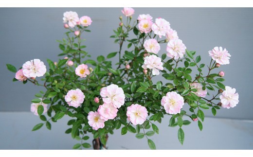 ※画像はイメージです。