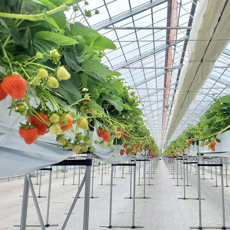 先行予約!【2026年6月末から順次発送】すずあかね 32～60粒×1箱 夏いちご 贈答用 イチゴ 夏イチゴ 果物 苺 いちご 夏 スィーツ ケーキ フルーツ 北海道 _F5F-0095