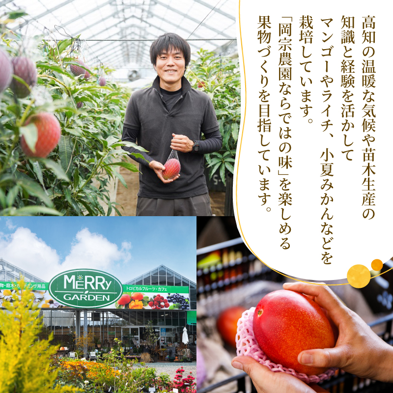 【令和8年産】メリーガーデンの完熟マンゴー フルーツ 果物 くだもの スイーツ 国産 南国フルーツ