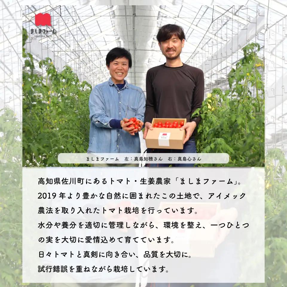 【2027年1月～4月頃発送】＜約1.2kg×3回 定期便＞訳あり 規格外 フルティカ トマト ましまファーム ミニトマト フルーツトマト アイメック  ワケあり