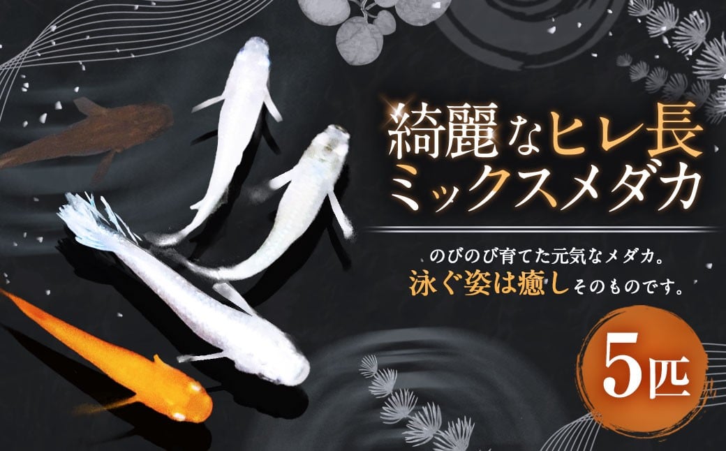 
                  綺麗なヒレ長ミックスメダカ 5匹 （1.5～3cm前後） メダカ めだか ヒレ長 魚 観賞魚 ペット ひので屋 山梨県 中央市
                