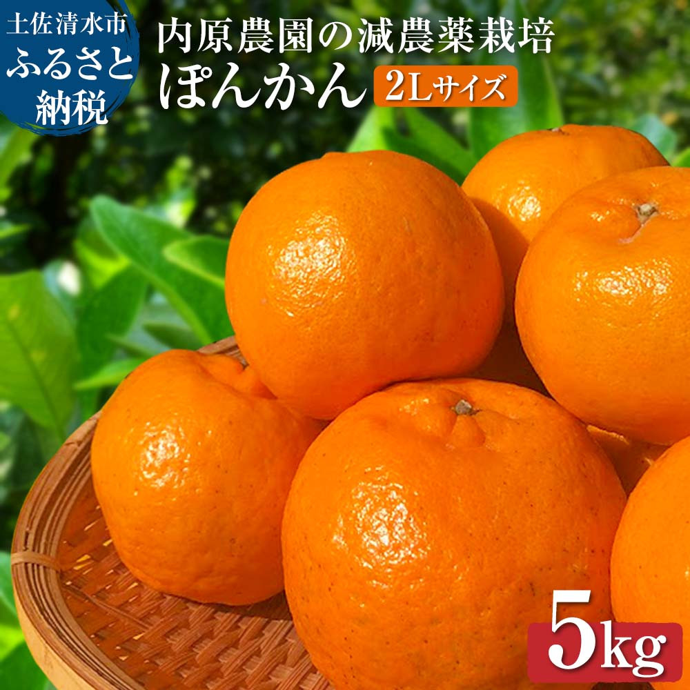 
先行予約 内原農園の減農薬栽培 ぽんかん（2Lサイズ）5キロ 贈答用 みかん 蜜柑 ミカン 柑橘 かんきつ ポンカン フルーツ オレンジ 果物 くだもの 果汁 甘い ジューシー 土佐清水市【R01098】
