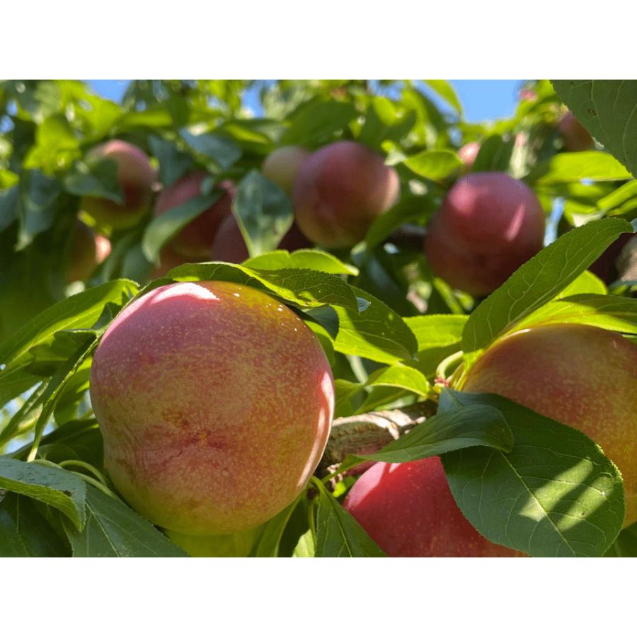 ＜and farm＞26年出荷南アルプス市産すもも 「サマーエンジェル」１０玉　