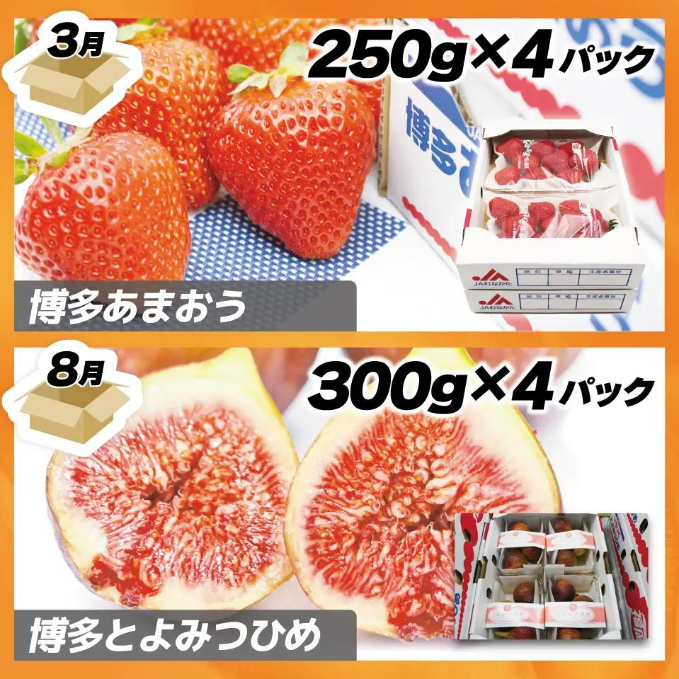 【定期便】福岡県ブランドフルーツ定期便（年４回） ブランド いちご いちじく みかん 柿 大人気 NO1 限定品 高級 フルーツ 果物 くだもの 特別 冷蔵 プレゼント 九州 福岡 宮若市 ふるさと納