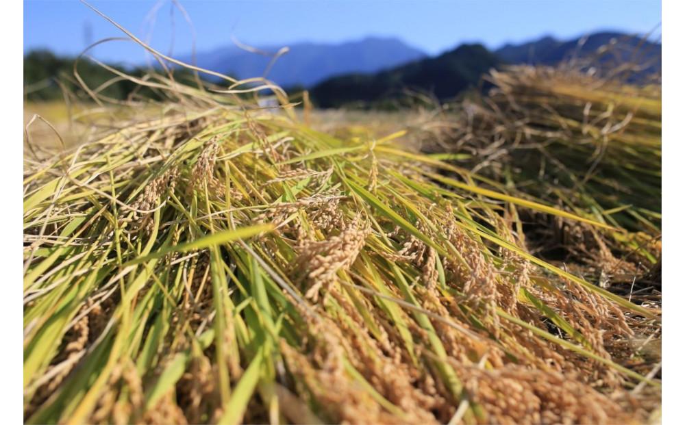 【令和7年産新米予約】【定期便・上旬お届け】5kg×6ヶ月　南魚沼産コシヒカリ【2025年10月上旬より順次発送予定】